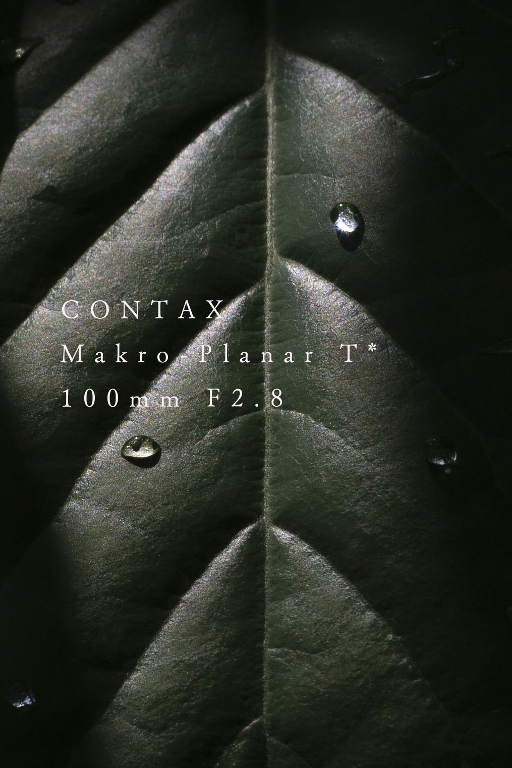レンズ(単焦点)CONTAX makro-planar 100mm f2.8