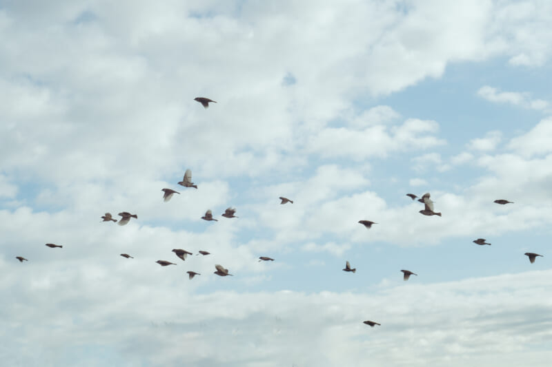 BIRD
