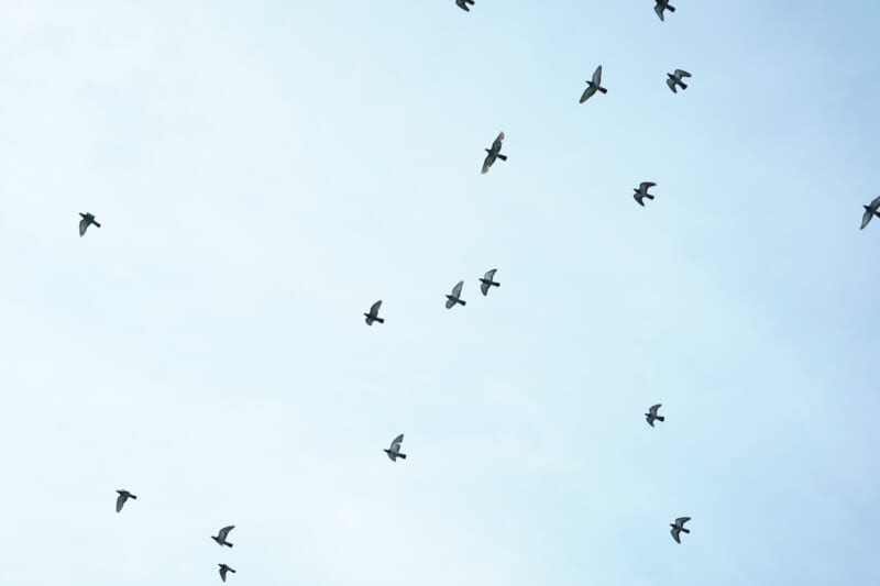 Sky